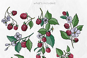 Raspberry | Line art & Color vector, a Decorative Illustration by Dervik Art Store (Thumbnail 3 of 8)