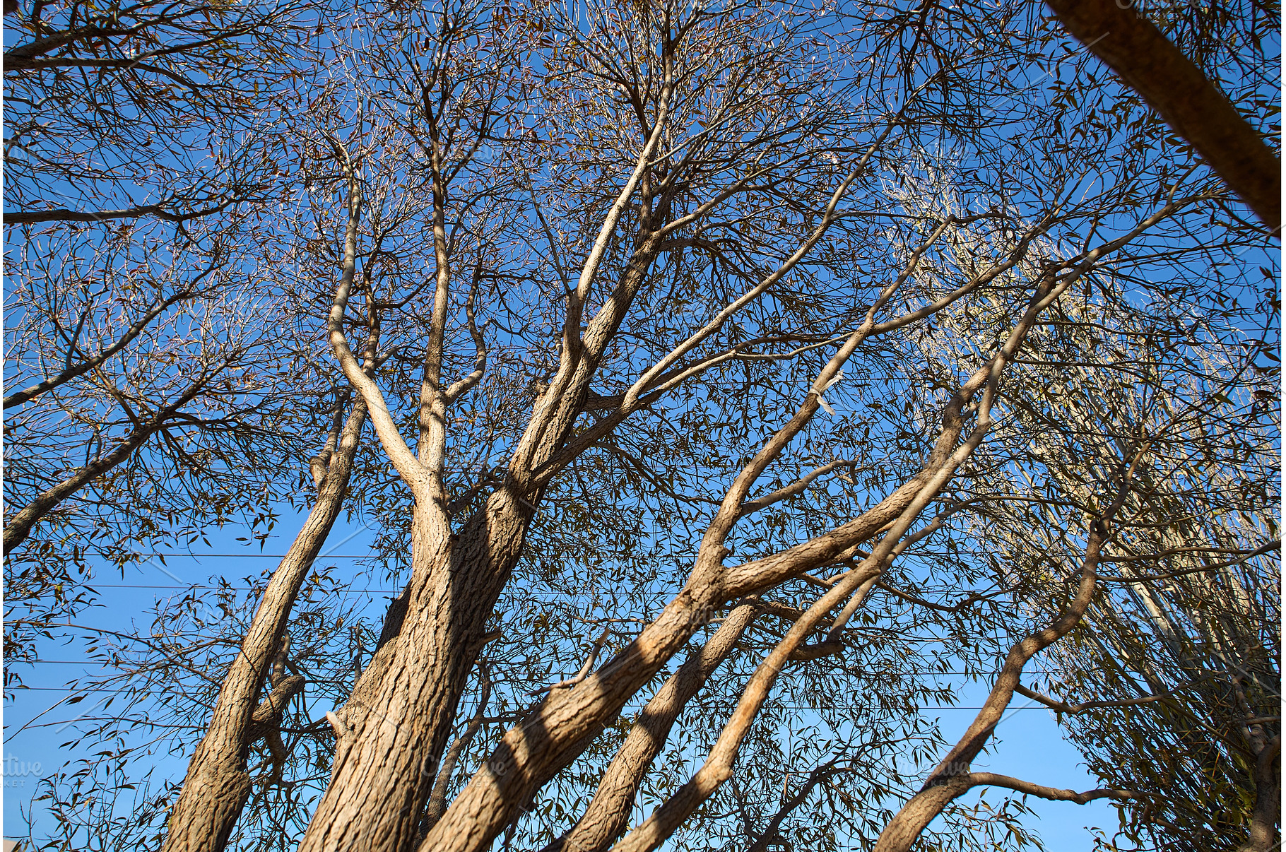 Branches of a tall tree stretch, a Nature Photo by darksoul72