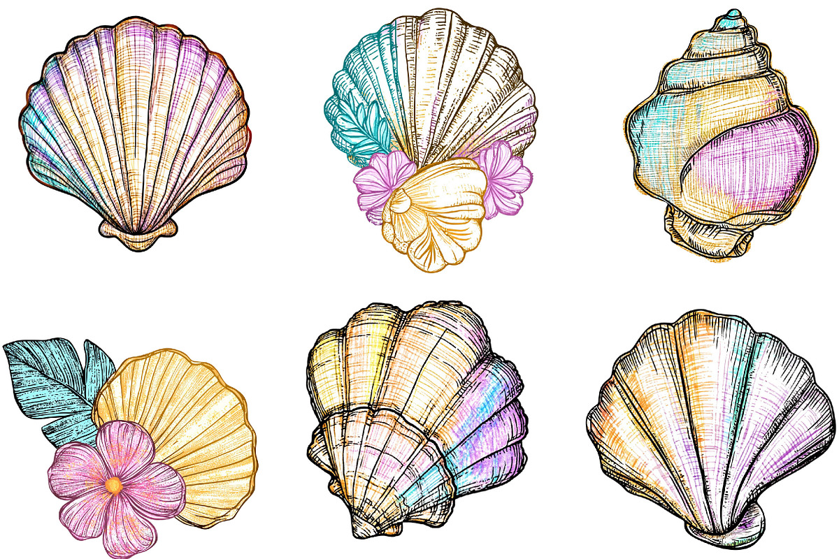 Hand Drawn Seashell Clipart, an Illustration by Designking (Photo 3 of 5)
