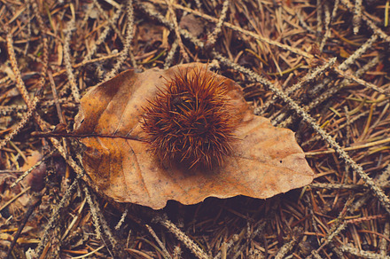 Chestnut in Autumn leaves background, a Nature Photo by PremiumCoding