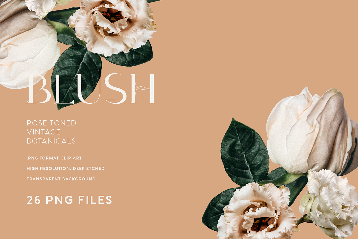 Vintage Rose Digital Flowers, an Illustration by La Paloma (Photo 2 of 3)