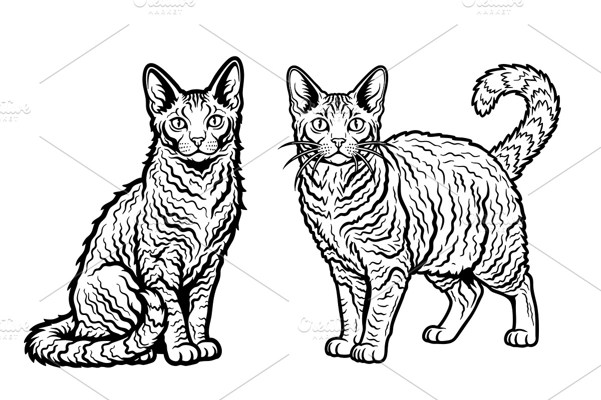Vector of two LaPerm cats., an Animal Illustration by yod67
