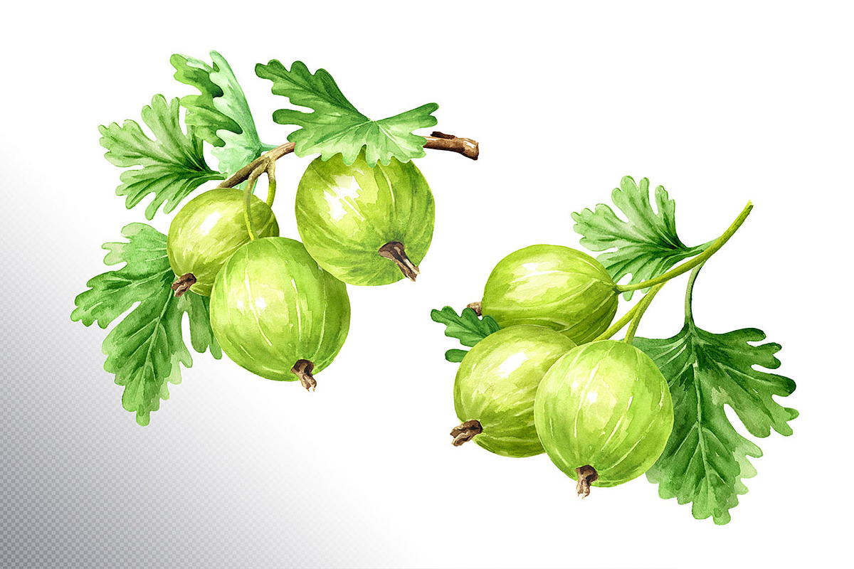 Amber Gooseberry. Watercolor set, a Food Illustration by Daria Ustiugova (Photo 12 of 23)