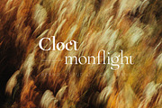 ZT Chablis - Classic serif, a Serif Font by zelow type (Thumbnail 5 of 15)