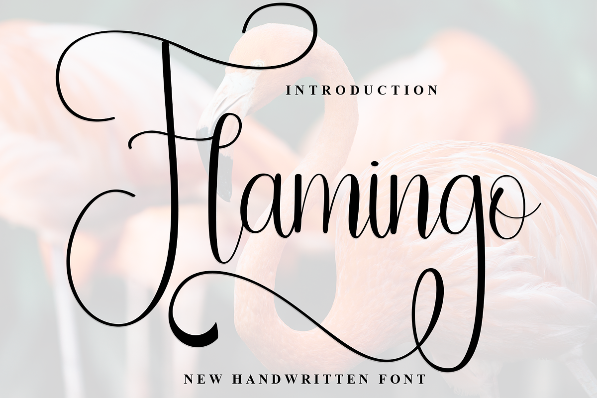 01 Special Sunday, a Sans Serif Font by InermediaSTUDIO (Photo 15 of 24)