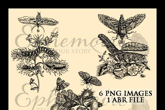 Vintage Botanical Photoshop Brushes preview 5