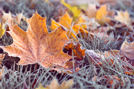 Winter is coming, a Nature Photo by Eni_fly