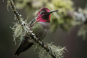 Anna's Hummingbird Perched on Branch, an Animal Photo by Virgo Studio