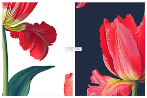 Tulip Blossoms, Luxury Prints & More