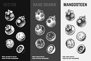 Fruits - hand drawn vector set, a Food Illustration by Margo Miller (Thumbnail 22 of 25)