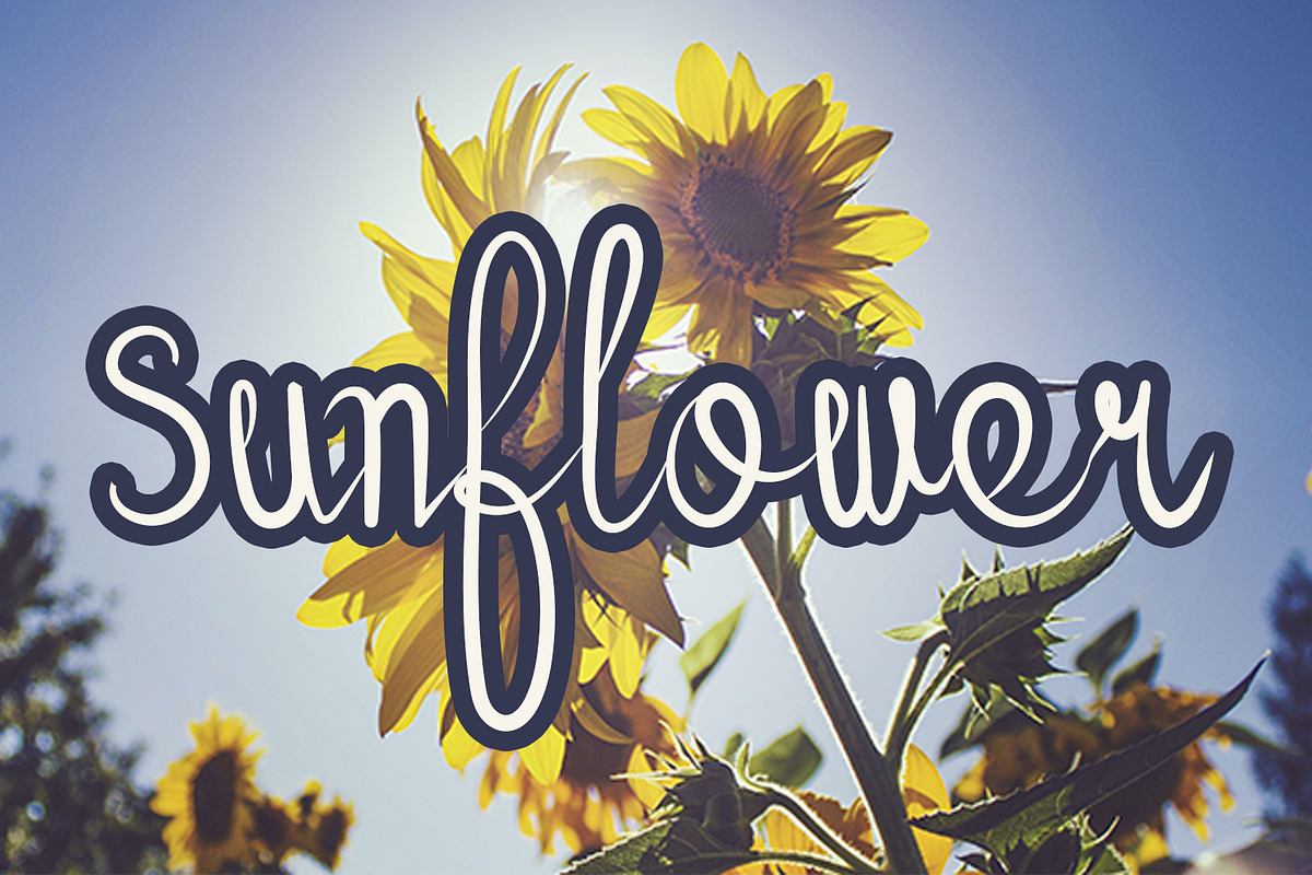 Sunflower, a Script Font by Roni Studio (Photo 1 of 3)