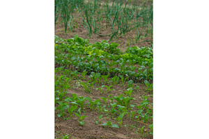 Vegetable garden growing lettuce and, a Nature Photo by yanadjana