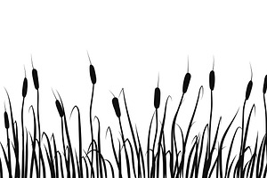 Silhouette of reeds, rushes.