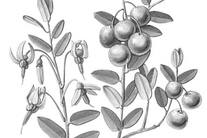 Cranberry Pencil Illustration