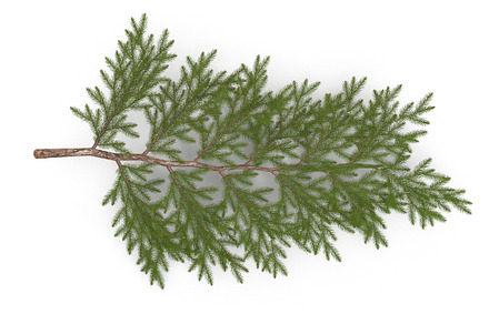 Spruce Branch Big