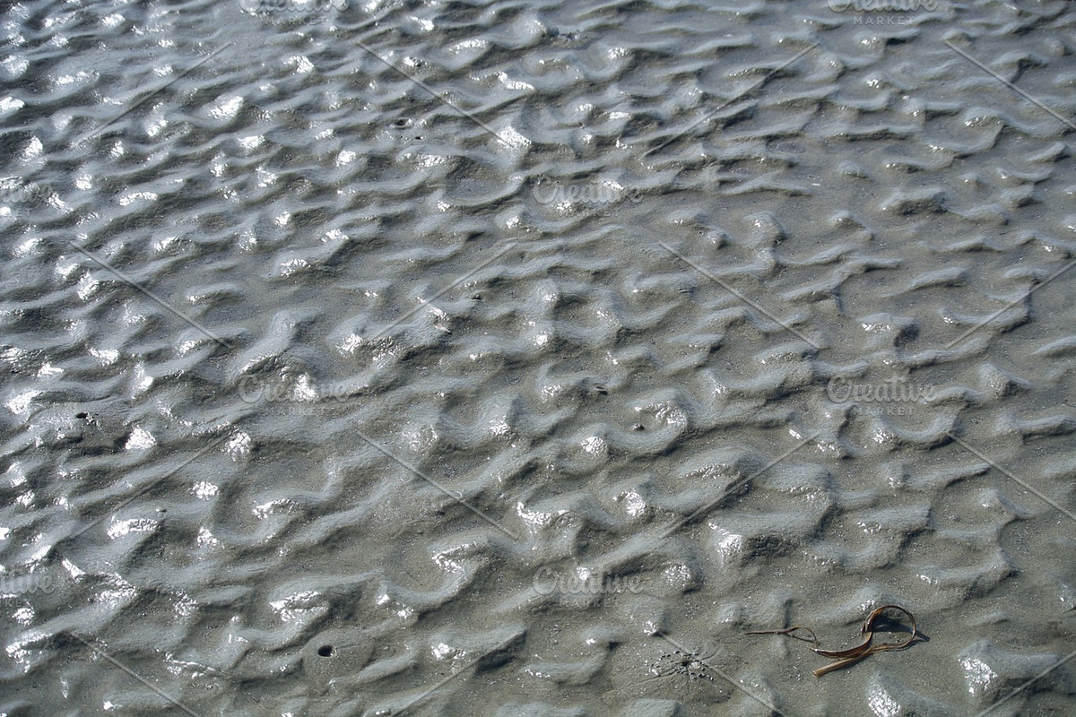 Pathways, a Nature Photo by Kiawah_Art (Photo 2 of 2)