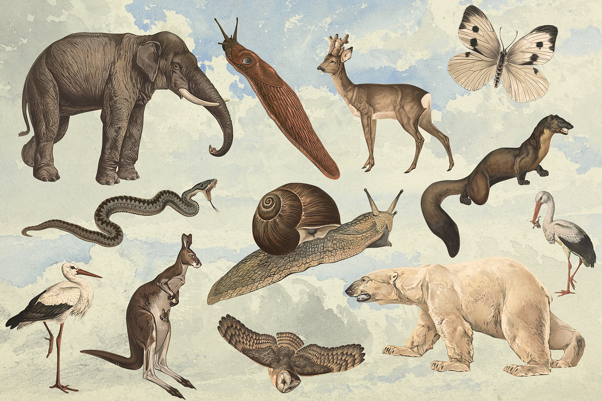 Rare! Meinhold Zoology Cliparts, an Object Graphic by Lilithcollageart (Photo 4 of 11)