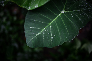 Water Droplets on Tropical Taro Leaf, a Nature Photo by bastera