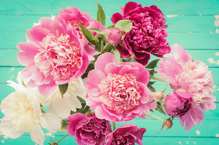 Peonies bouquet stock photo containing peony and background, a Nature Photo by The baking man