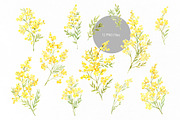 Watercolor Mimosa Branches Flowers, a Decorative Illustration by GraphicsDish (Thumbnail 3 of 5)