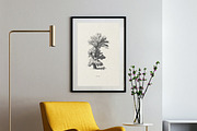 Vintage Tree Vector Bundle Vol. 4, an Object Illustration by Seaquint (Thumbnail 4 of 5)