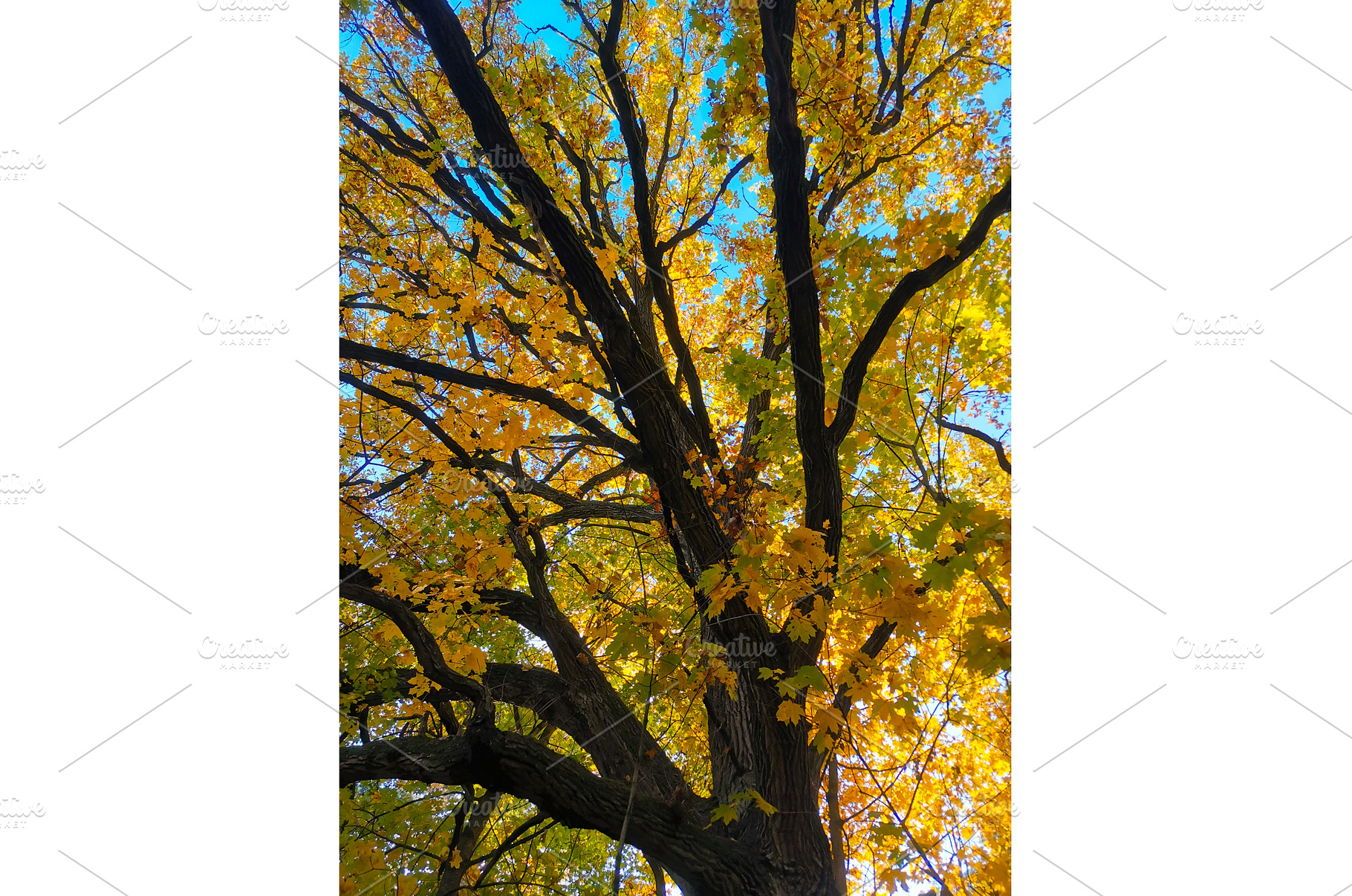Maple tree crown with yellow leaves, a Nature Photo by Tati_Kli