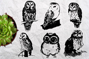Wild owls. 22 graphic illustrations, an Illustration by AnastasiyaOleynik (Thumbnail 3 of 4)