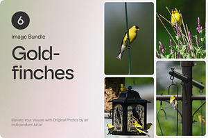 6 Image Bundle: Gold Finches