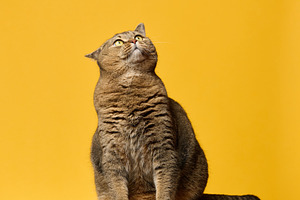 Adult gray straight-eared cat looking up, sitting on yellow back, an Animal Photo by ndanko