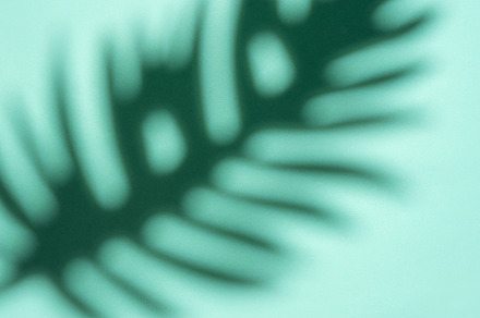 Shadows from palm leaves, a Nature Photo by Olena Rudo