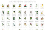 168 Vintage Botanical Illustrations, a Decorative Illustration by Olga Begak Art & Design (Thumbnail 6 of 9)