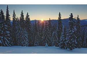 Sun shining through snowy pine trees, a Nature Photo by Goinyk