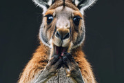 236 surprised animals, an Animal Photo by Handmadefont (Thumbnail 202 of 241)