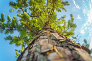 98 Trees view from below, a Nature Photo by Handmadefont (Thumbnail 91 of 98)