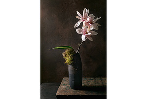 Elegant Magnolia Flowers In Dark, a Nature Photo by Natasha Breen