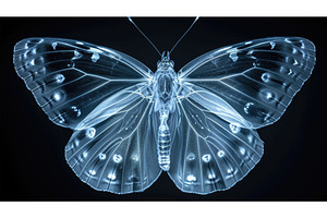 A Close Up Of A Butterfly On A Black