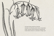 Spring Wildflower Vintage Vector Set, a Seasonal Illustration by Yevheniia (Thumbnail 2 of 9)