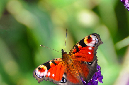 Peacock Butterfly on Buddleia