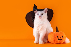 Halloween background with cat in witch hat and pumpkin, a Holiday Photo by Rimma