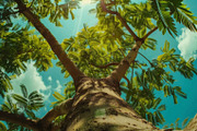 98 Trees view from below, a Nature Photo by Handmadefont (Thumbnail 68 of 98)
