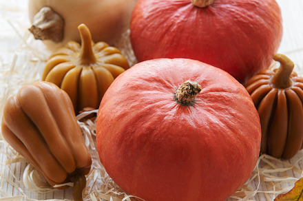 Autumn decorative pumpkins with fall leaves on wooden background, a Food & Drink Photo by Olena Rudo