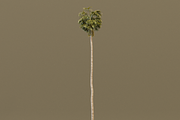 The California Fan Palm Tree, a Plants & Tree 3D Model by FuturePastCreatives (Thumbnail 4 of 8)