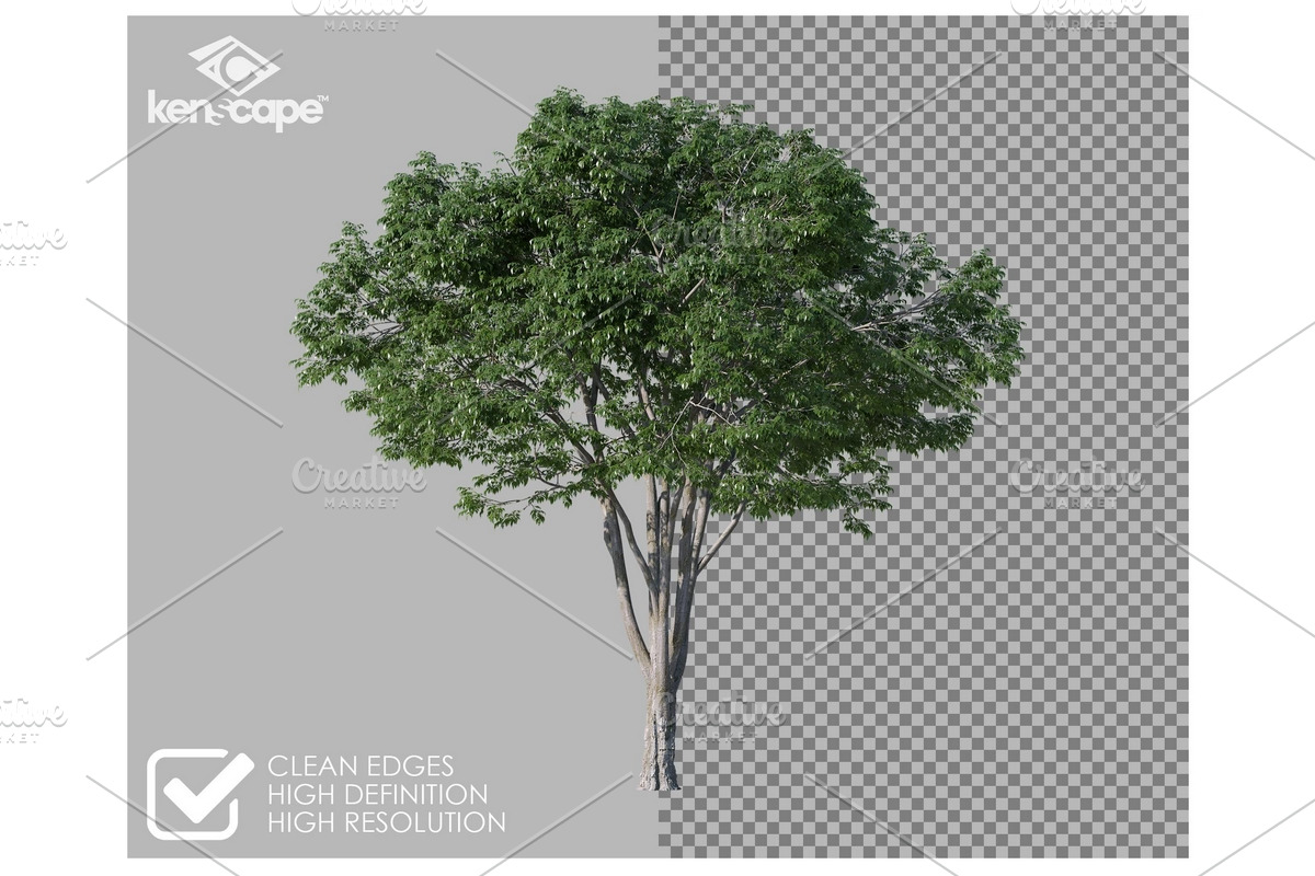 72 Summer Trees Photo Overlays, a Nature Photo by KenScape (Photo 2 of 3)