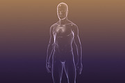 Male And Female Anatomy X-ray Bodies, a Characters & Person 3D Model by VisualCG (Thumbnail 5 of 15)
