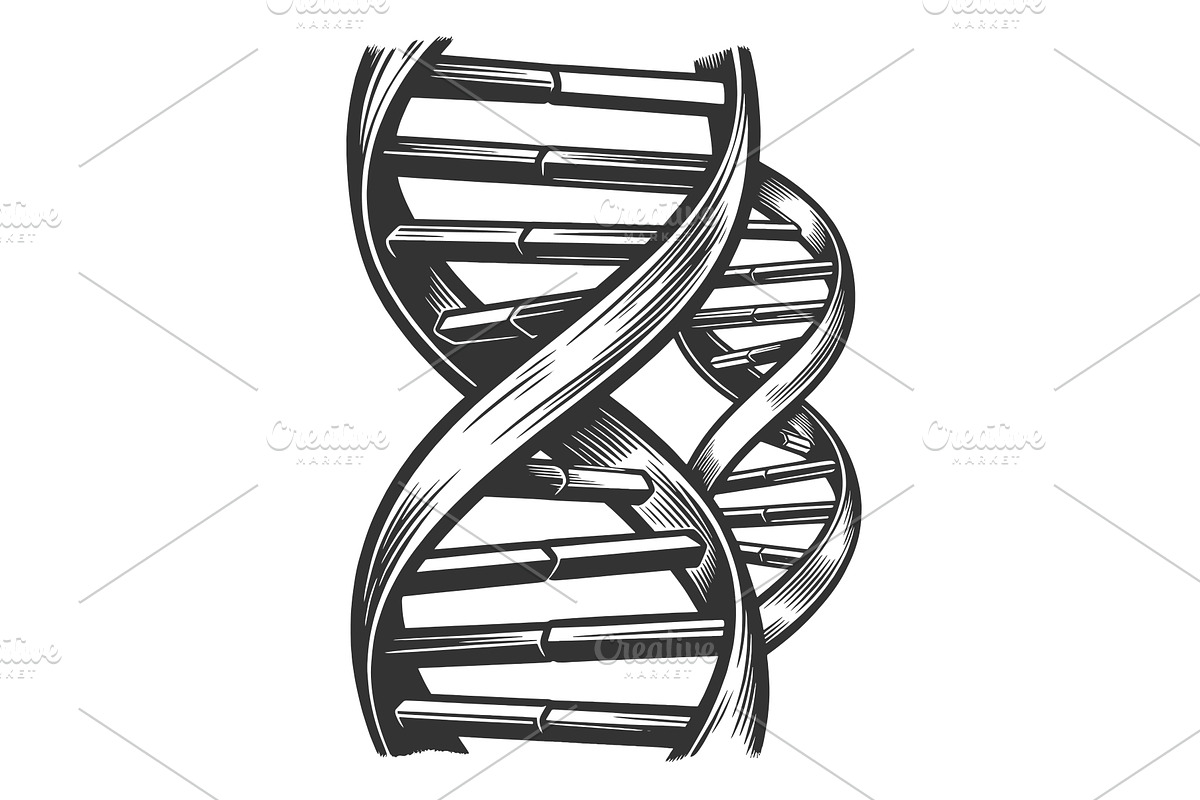 DNA Double Helix Genetic Structure, an Illustration by AlexArt