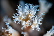 72 Microscopic Fungi Backgrounds, a Background Graphic by h.utomo (Thumbnail 24 of 72)
