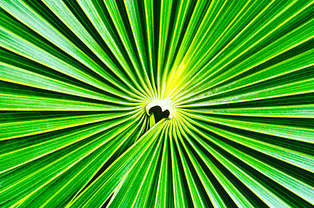 Palm Tree Background