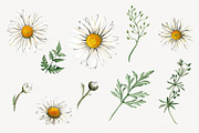 Watercolour Daisies Clipart, a Decorative Illustration by STASIstudio (Thumbnail 2 of 3)