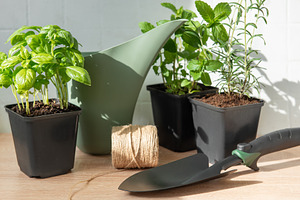Growing fresh herbs for urban gardening and cooking, a Nature Photo by Olena Rudo