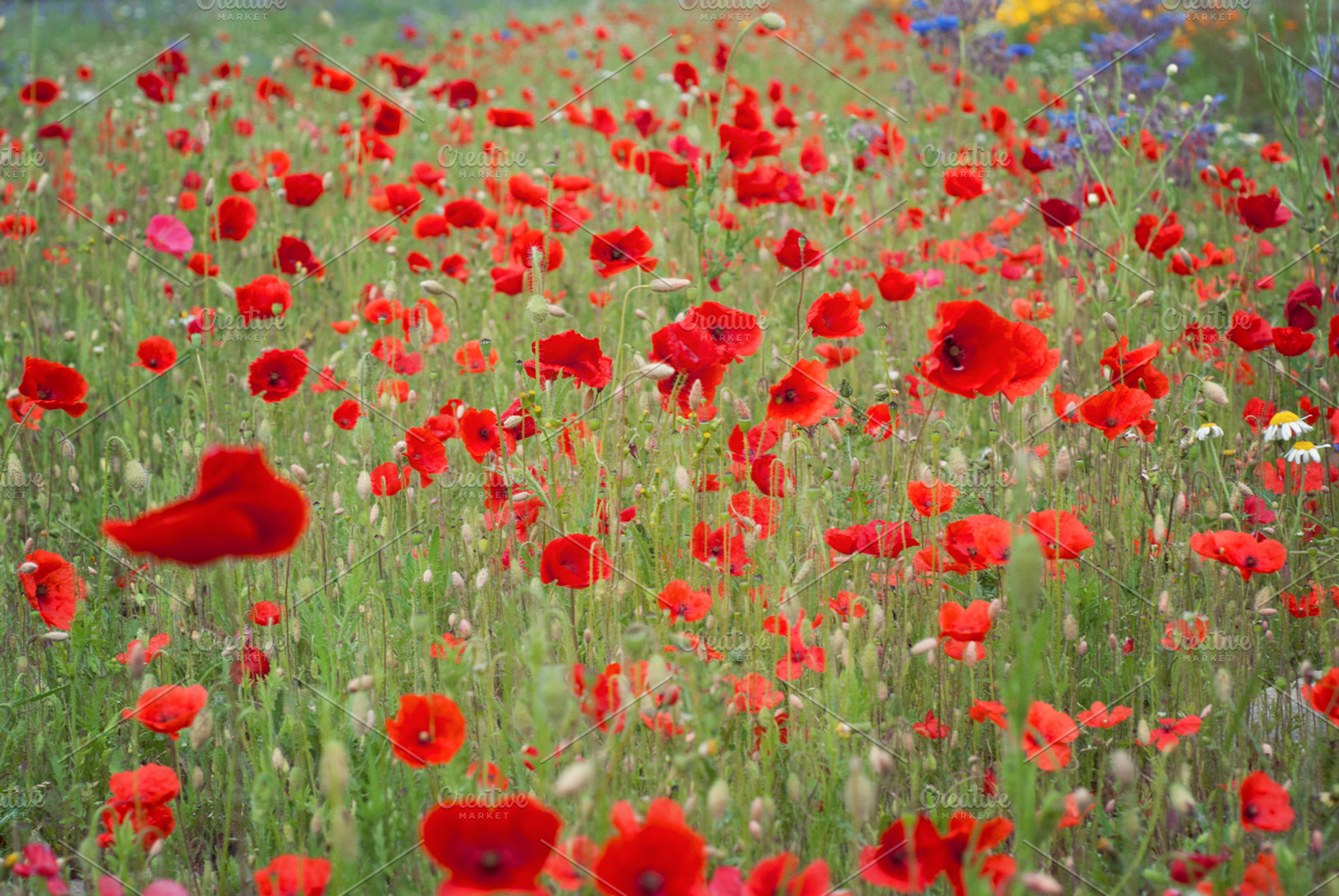 Poppy field containing poppy, field, and wild
